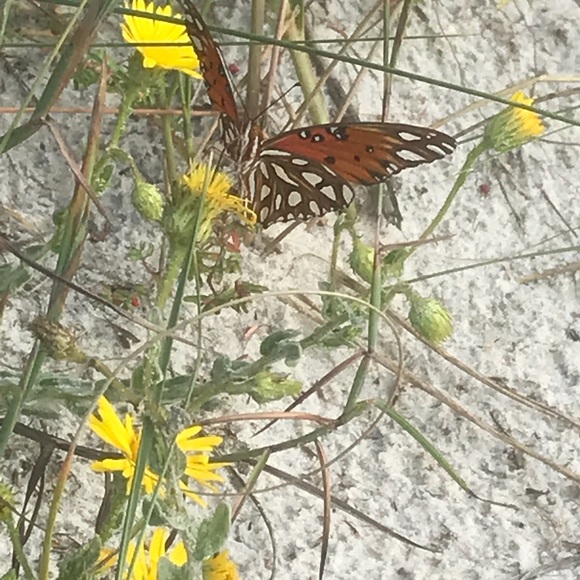 Meet your Posher, Dana - Picture 1 of 1